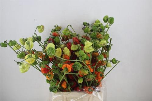 Capsicum annuum per tak overig