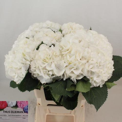 Hydrangea macrophylla 'Schneeball'