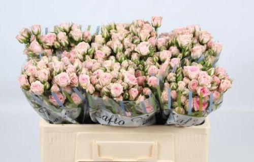 Rosa tros Severina