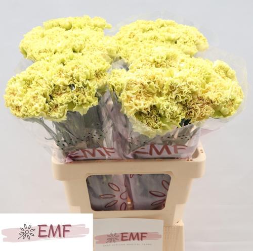 Dianthus standaard Mali+