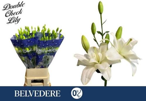 Lilium (LA-hybrids Grp) 'Belvedere'