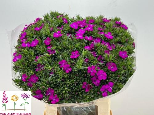 Dianthus barbatus 'Amazon Neon Purple'