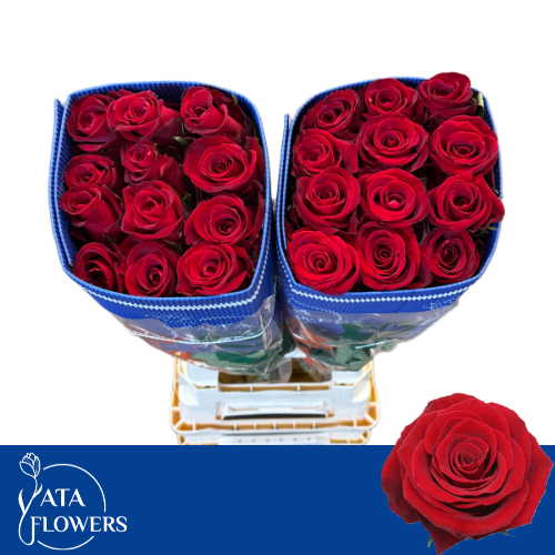 Rosa grootbloemig Fortune