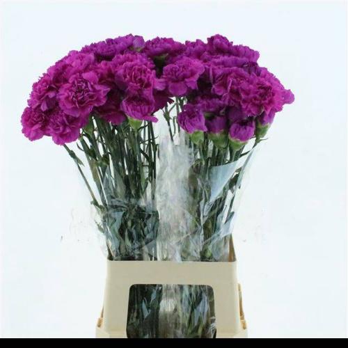 Dianthus standaard 'Farida'