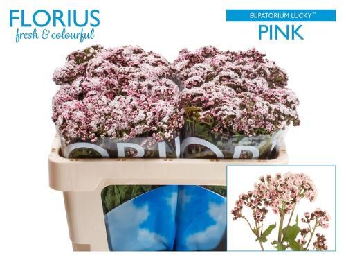 Eupatorium rugosum Lucky Pink