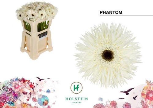 Gerbera grootbloemig 'Phantom'