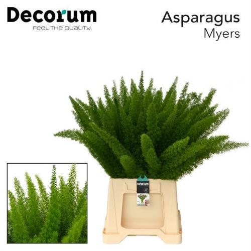 Asparagus densiflorus 'Meyers'