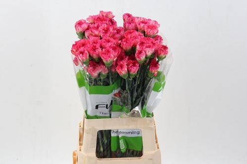 Dianthus standaard overig