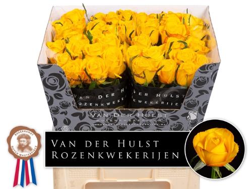 Rosa grootbloemig Catalunya+