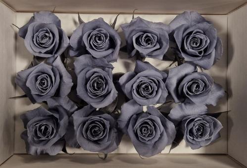 Rosa grootbloemig kleurbehandeld H%