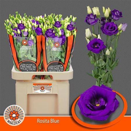 Eustoma russellianum gevuldbloemig 'Rosita Blue'