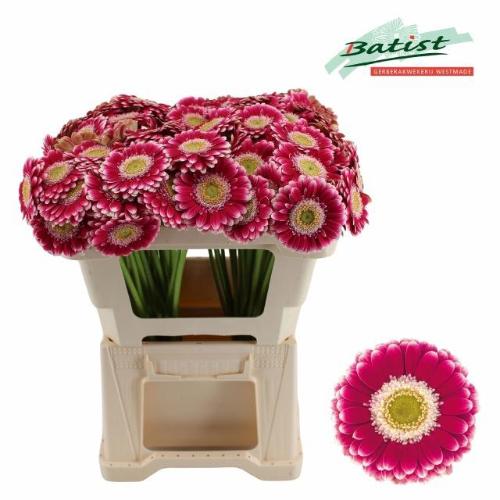 Gerbera mini 'Cassis'