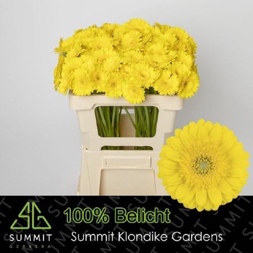 Gerbera mini Moreno