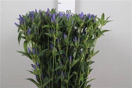 Gentiana 'Kagayaki'