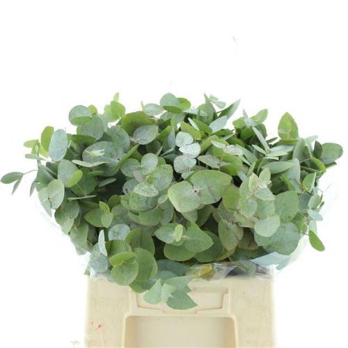 Eucalyptus cinerea