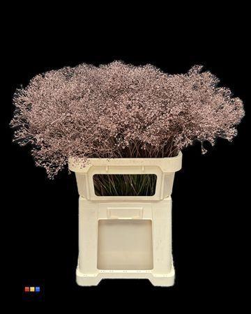 Gypsophila overig kleurbehandeld H%