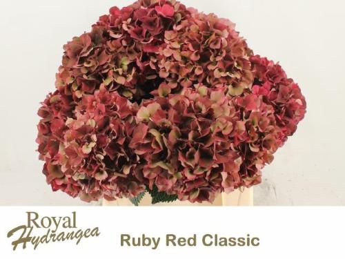 Hydrangea macrophylla Magical Rubyred (classic)