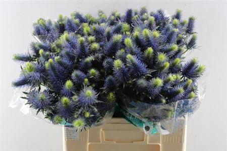 Eryngium Supernova Questar