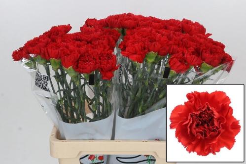 Dianthus standaard Gennaro