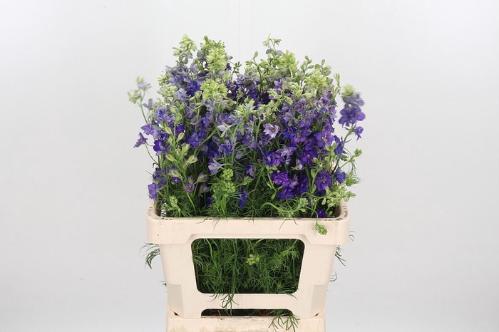 Consolida regalis 'Qis Dark Blue'