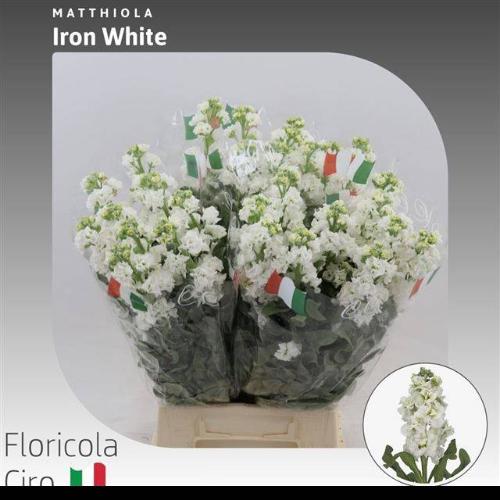 Matthiola incana 'Iron White'
