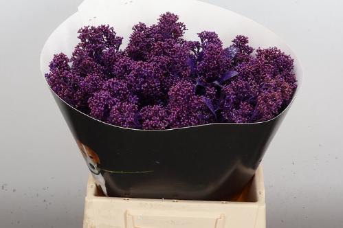 Skimmia per bos overig kleurbehandeld H%