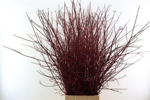 Cornus alba 'Sibirica'