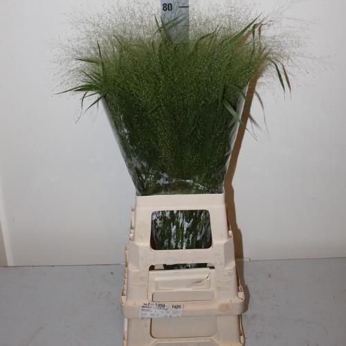Panicum 'Fountain'