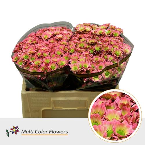 Chrysanthemum (Indicum Grp) tros santini  AAA Bowie kleurbehandeld H%