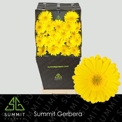 Gerbera mini Moreno
