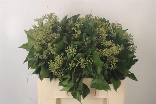 Hedera helix (blad)