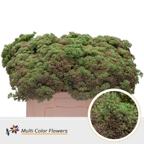 Sedum kleurbehandeld H%