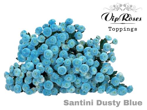 Chrysanthemum Indicum Grp tros santini kleurbehandeld H%