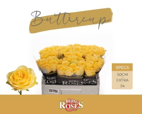 Rosa grootbloemig Buttercup