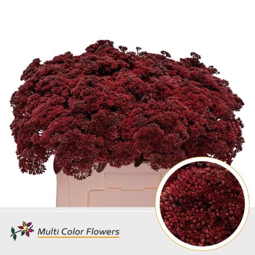 Sedum kleurbehandeld H%