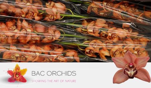 Cymbidium grootbloemig per tak Alexandra Beauty 'Browny'