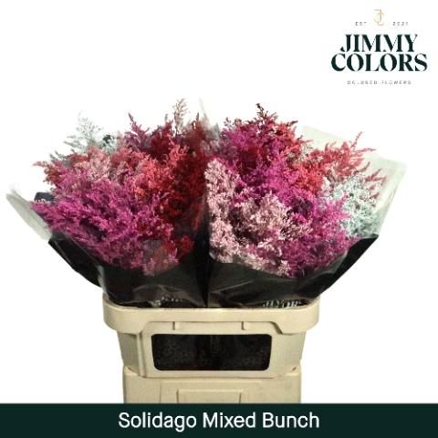 Solidago kleurbehandeld H%