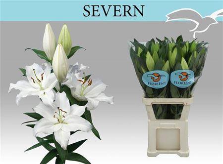 Lilium Oriental Grp 'Severn'