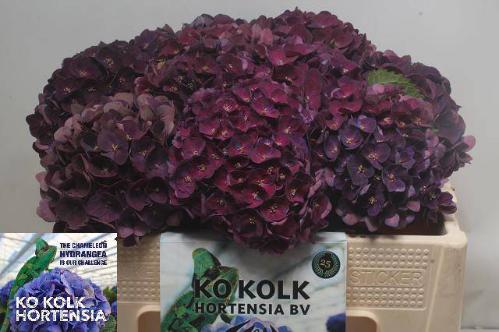 Hydrangea macrophylla 'Mon Amour' (classic)