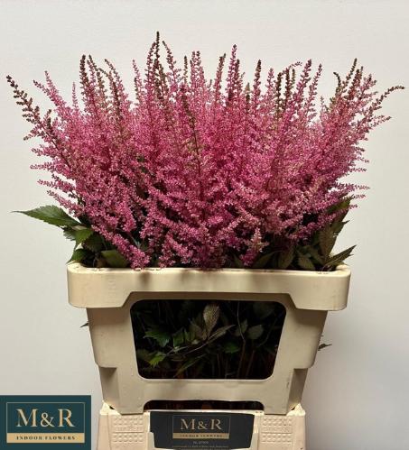 Astilbe Arendsii Grp 'Erika'