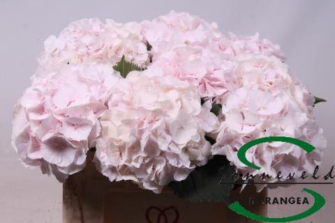 Hydrangea macrophylla 'Sweet Verena'