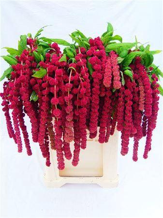 Amaranthus caudatus 'Rosary'