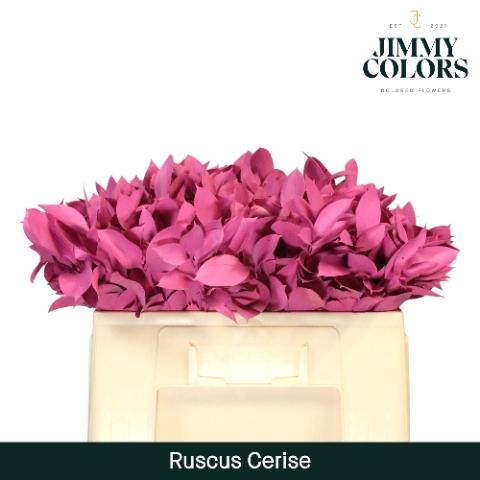 Ruscus kleurbehandeld H%