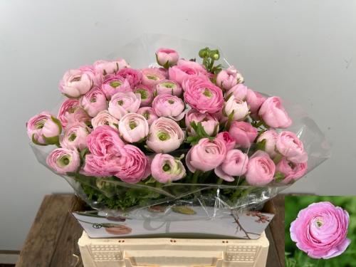 Ranunculus asiaticus 'Elegance Pink'
