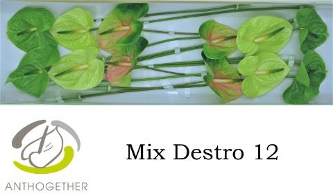 Anthurium Andreanum Grp gemengd