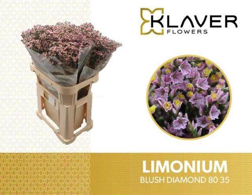 Limonium sinensis Blush Diamond