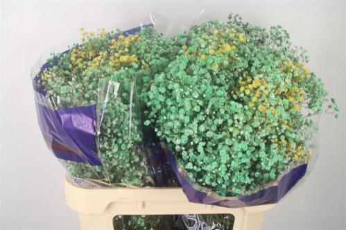 Gypsophila overig kleurbehandeld H%
