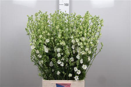 Consolida regalis 'Qis White'