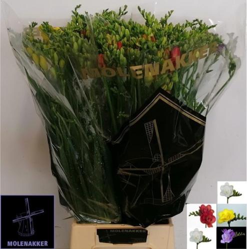 Freesia dubbelbloemig gemengd
