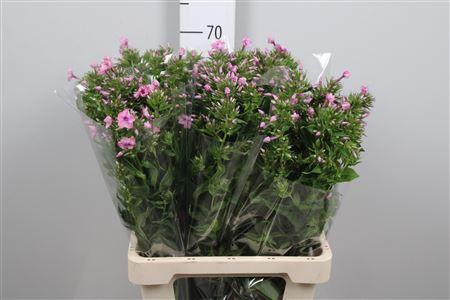 Phlox (Paniculata Grp)  'Sweet Kiki'